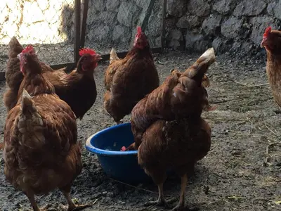 a group of chickens eating out of a blue bowl at Messner Hof in Tires
