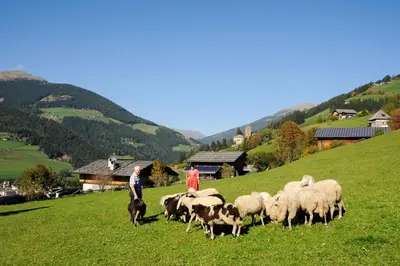 a group of people and a herd of sheep on a hill at Botenhof - Urlaub auf dem Bauernhof - Agriturismo in Sarntal
