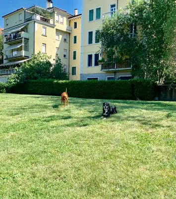 a cat and two dogs sitting in the grass at Appartamento Bolzano Centro Talvera in Bolzano