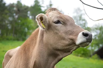a brown cow with a yellow tag in its ear at Moarhof Gufidaun in Chiusa