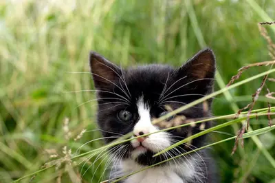 a black and white cat sitting in the grass at Moarhof Gufidaun in Chiusa