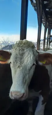 a close up of a cow looking at the camera at Moarhof Gufidaun in Chiusa