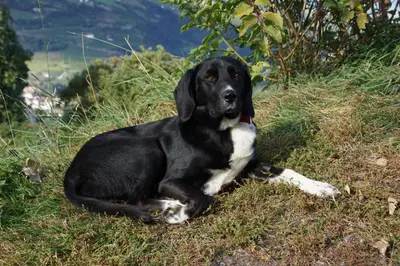 a black and white dog laying in the grass at Moarhof Gufidaun in Chiusa