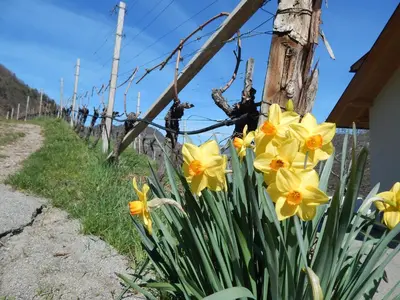 a row of yellow daffodils next to a fence at Pignathof Castanea in Campodazzo