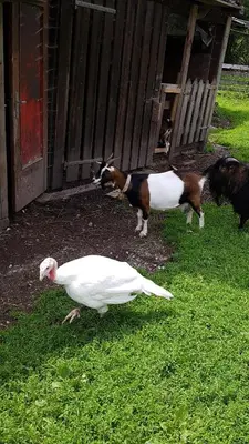 a duck and two goats standing next to a fence at Ottohof - Morgenrot in Brennero