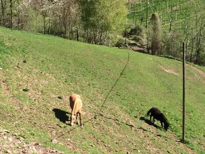 two animals grazing in a field with a dog at Gruberhof in San Genesio Atesino