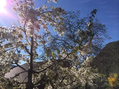 a tree with white flowers in front of a building at Gruberhof in San Genesio Atesino