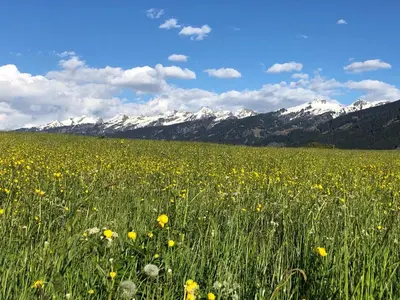 a field of yellow flowers with mountains in the background at Casa Gianmoena in Cavalese