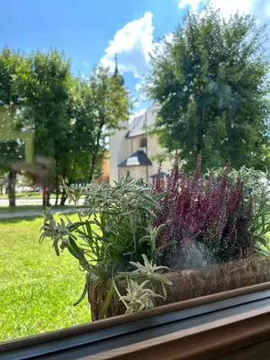 a window sill with a flower pot with plants at Cortina Center House in Cortina dʼAmpezzo