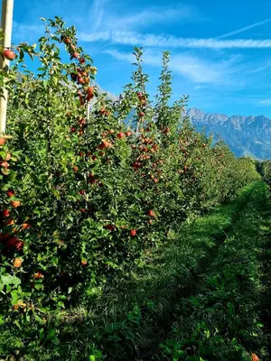 a row of apple trees with red apples on them at Gartnerhof in Plaus