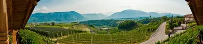 a view of a vineyard with mountains in the background at Gfillhof Ferienwohnung 1 in Appiano sulla Strada del Vino