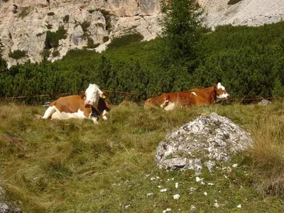two cows laying down in a field of grass at Agriturismo Tolpei in La Valle