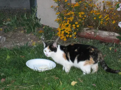 a cat standing in the grass next to a white plate at Agriturismo Tolpei in La Valle