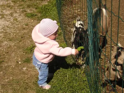 a young child feeding a goat through a fence at Agriturismo Tolpei in La Valle