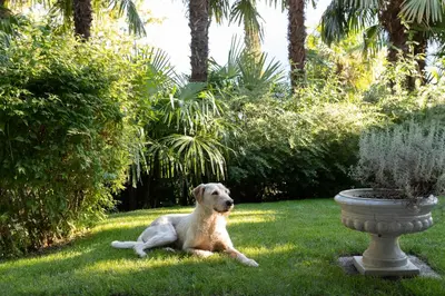 a dog laying in the grass next to a planter at Villa Hochland in Merano