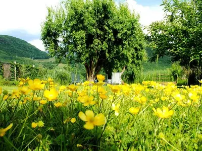 a field of yellow flowers in front of a tree at Ferienwohnung Seespiegel direkt am Kalterer See in Caldaro