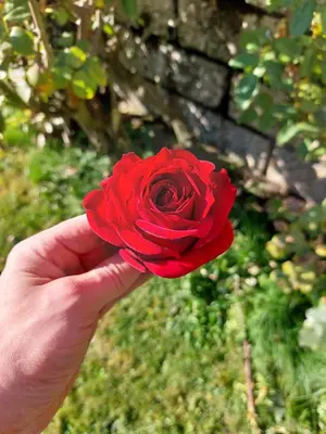 a person holding a red rose in their hand at Café Rudi Living in Parcines