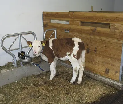 a brown and white cow standing next to a wall at Pinterhof in San Vigilio Di Marebbe