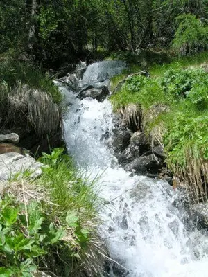 a stream of water in the middle of a forest at Pension Hofer in Brunico
