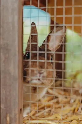a cat in a cage with a hat on its head at Residence Haus Kalterersee in Caldaro