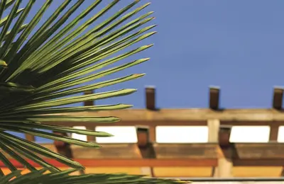 a palm tree in front of a wooden fence at Residence Haus Kalterersee in Caldaro
