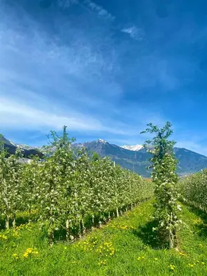a row of apple trees with mountains in the background at Appartement Hortensia - Haus Midi in Marlengo