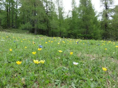 a field of flowers in a field with trees at Parleitnerhof Ferienwohnung Abendrot in Mühlbach