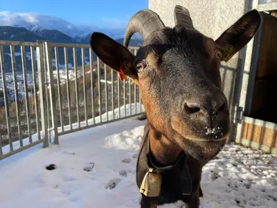 a goat standing next to a fence in the snow at Schallerhof Sterzing - Deine Auszeit mit Ausblick in unseren Ferienwohnungen auf dem Bergbauernhof in Südtirol in Vipiteno