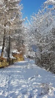 a snow covered path with snow covered trees at Casa MARGHERITA in Grumes