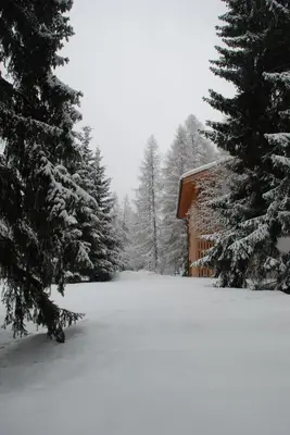 a snow covered yard with trees and a cabin at Residenza Larici in Bellamonte