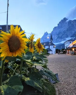 a group of sunflowers on a street with a mountain at Casa Amabile in San Vito di Cadore