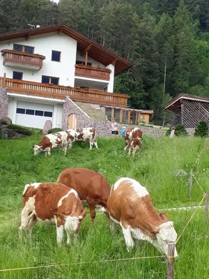 a group of cows grazing in a field of grass at Polzhof in Castelrotto