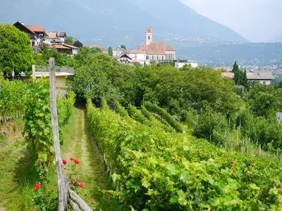 a vineyard with red flowers and a town in the background at Weingut Pardellerhof in Marlengo