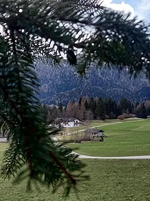 a view of a field with a tree in the foreground at Locanda Val Canali in Siror