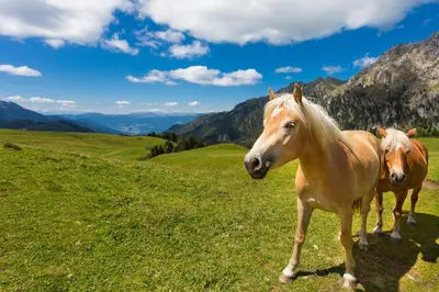 two horses standing on a grassy hill with mountains in the background at Mühlerhof in Funes
