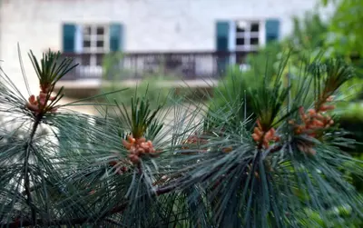 a view of the needles of a pine tree at APARTMENT im garten 9 in Gargazzone