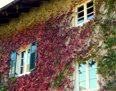 a building covered with flowers and windows at APARTMENT im garten 9 in Gargazzone
