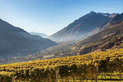 a view of a vineyard in the mountains at APARTMENT im garten 9 in Gargazzone