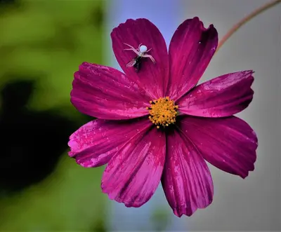a pink flower with a bee on top of it at APARTMENT im garten 9 in Gargazzone