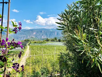 a field with purple flowers and a dirt road at Weitblick Apartment mit Garten in Castelvecchio