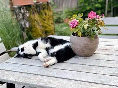 a cat laying on a table next to a flower pot at Weitblick Apartment mit Garten in Castelvecchio