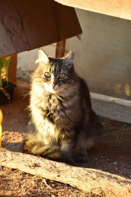 a cat is sitting under a wooden bench at Flaschtal-Hof in Nova Ponente