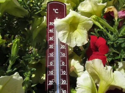 a thermometer in front of some flowers at Garni La Majon in Selva di Val Gardena