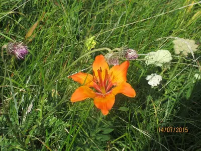 an orange flower in a field of grass at Appartamento Puez in Selva di Val Gardena