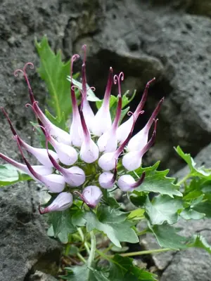 a bunch of white flowers on a rock at Appartamento Puez in Selva di Val Gardena