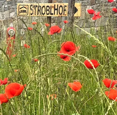 a field of red poppies in front of a sign at Stroblhof in Vipiteno
