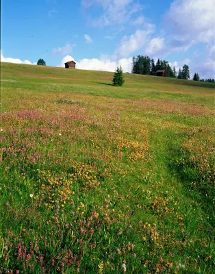 a field of flowers in a field with a barn at Ciasa Mirio' in La Valle