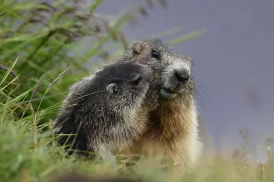 two ground squirrels are standing in the grass at Appartamenti Césa Col De Pin in Canazei