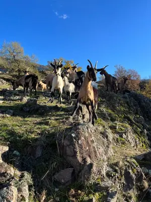a herd of goats standing on top of a hill at Apartman Anda in Cavalese