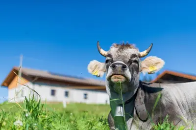 a cow standing in a field eating grass at Plattner-Hof in Petersberg